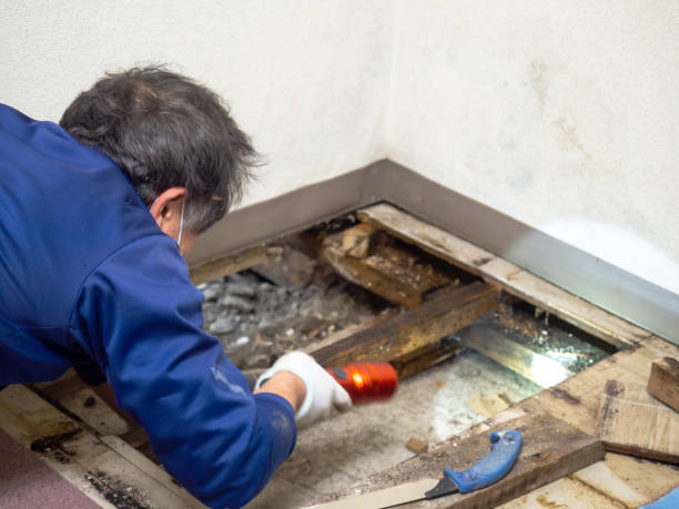Best Mold Removal Specialists  in Olean, NY