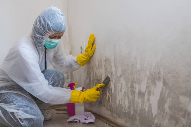 Best Mold Remediation  in Olean, NY