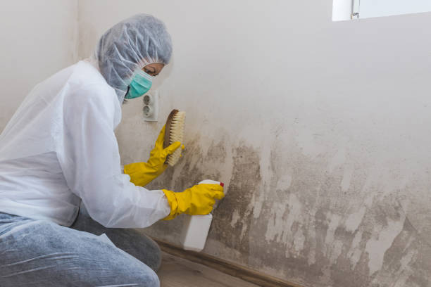 Best Toxic Mold Removal  in Olean, NY