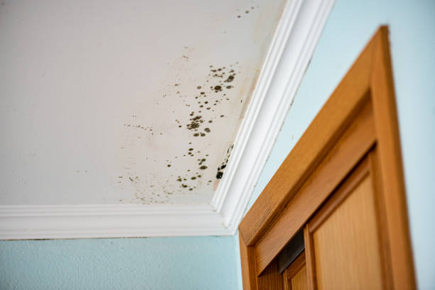 Best Office Mold Removal Services  in Olean, NY
