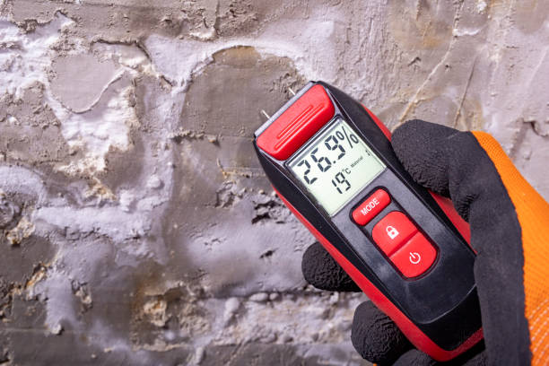 Best Affordable Mold Removal  in Olean, NY