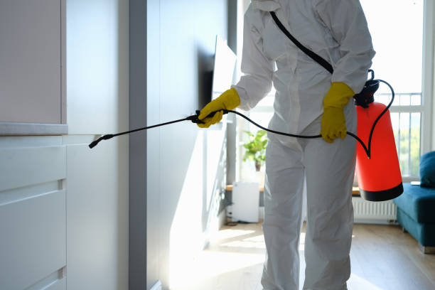 Best Professional Mold Removal  in Olean, NY