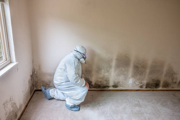 Best Crawl Space Mold Removal  in Olean, NY