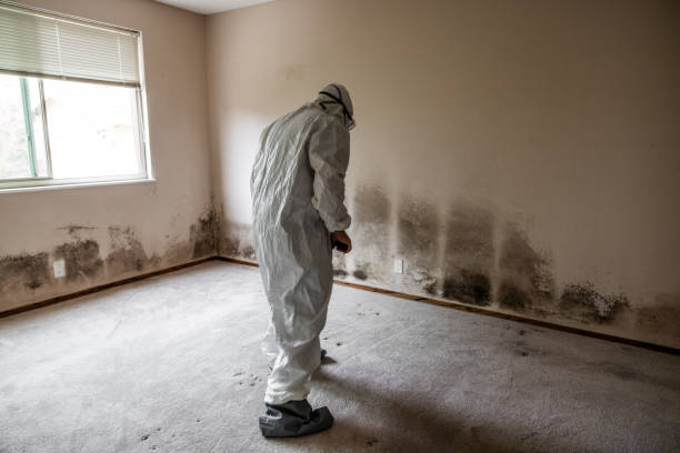 Best Mold Testing  in Olean, NY
