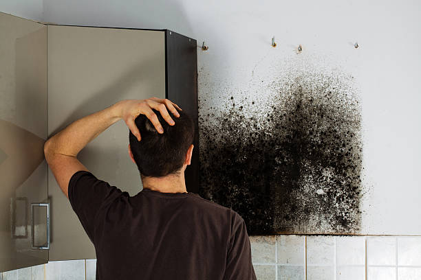 Best Local Mold Removal Service  in Olean, NY