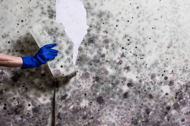 Reliable Olean, NY Mold Removal Solutions