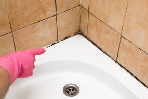 Best Mold Testing and Removal  in Olean, NY